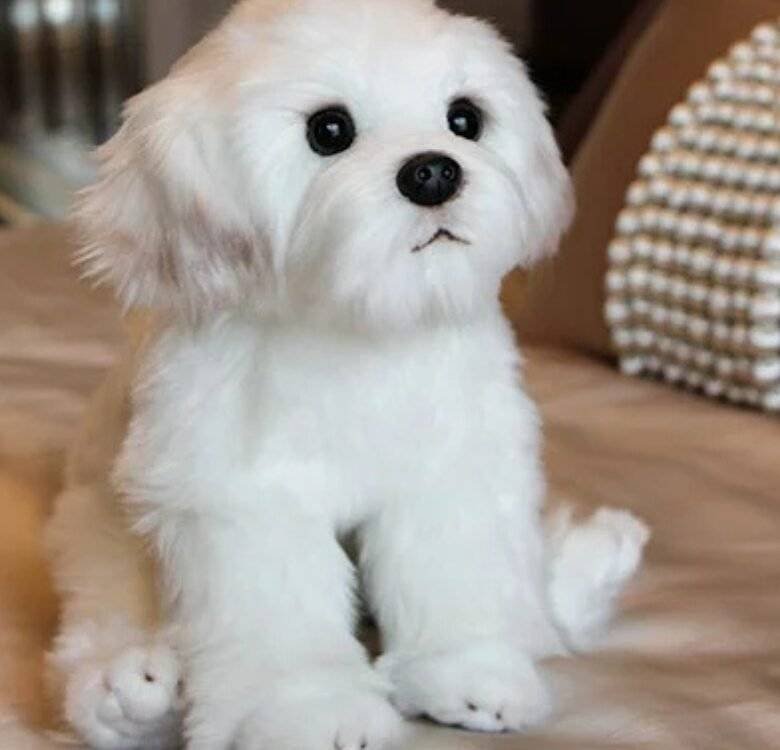peluche chien réaliste, doudou chien bébé, peluche bichon Maroc, peluche douce certifiée