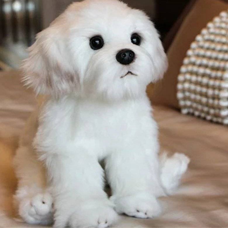 peluche chien réaliste, doudou chien bébé, peluche bichon Maroc, peluche douce certifiée